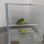 عصافير للبيع