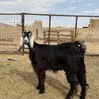 للبيع جذعه حليب طيبه