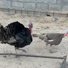 دجاج رومي
