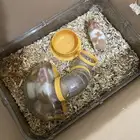 6 هامستر للبيع اوم واطفالها