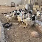 دجاج براهما