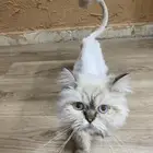 قطو للبيع مع كامل اغراضه