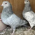 حمام بكستاني