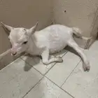 ماعز قزمي
