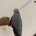 للبيع فرخ كاسكو ثلجي
