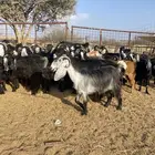 معزا عوارض طيبه