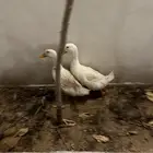 بط واقفاص الكل 100
