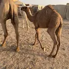 قعود
