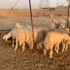 حري ذبايح زواج ذبائح مناسبات ثلاجه يوجد حجز وصلخ و توصيل