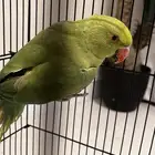 ببغاء الدره للبيع