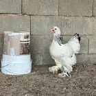 للبيع طقم براهما كولمبي توب