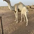 خلفه وضحا