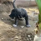 جراوه قوقاز