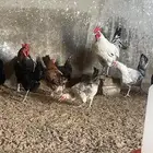 دجاج بلدي عمر 7 شهر يوجد توصيل