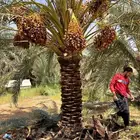 نخل عربي مثمر نخيل للبيع