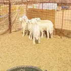 طليان العداد 6 طيبه