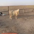 تيس