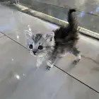 قطط شيرازيه