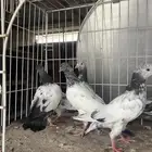 طبات باكستاني