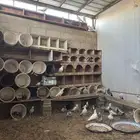 للبيع حمام منتج