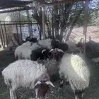 ذبايح نعيميات جذعان