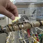ذكر كروان