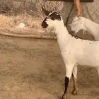 جفار بيشيات فااخره