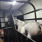 عربه نقل خيل راسين
