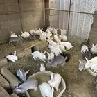 أرانب للبيع في صحة ممتازة جدا