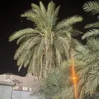 نخله للبيع السياطية