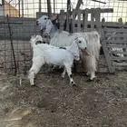 معزا عنز