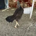 دجاج باكستاني