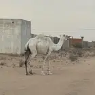 ضريبه مبيوع ولدها