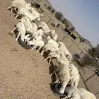 غنم للبيع
