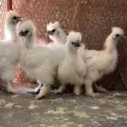 للبيع صوص قطني