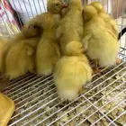 بط الرقاص وعليه حركات حلوة اللي يبغى ما يفوت عليه الزين