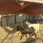 تيوس مخصاه ذبايح مع الذبح وتوصيل208تقيم إيجابي ولله الحمد