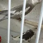 زوج كروان هولندي