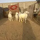 طليان حريات