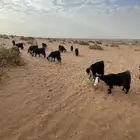 ثرمداء