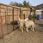 للبيع رخال حريه نظيفه