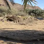 خوص نخل لوجه الله وادي صخي