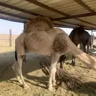 بعير فحل