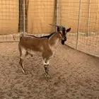 للبيع فحل هجين وعل