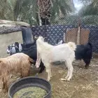 تيس هولندي شق ثلاث السن جذع