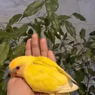 فروخ روز لاتينو رد اوبلاين و لاتينو. اورنج تم البيع