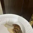 حلزونات