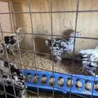 للبيع صوص دجاج انجليزي سوسكس