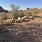 ولد نعيمي 4