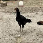 دجاج باكستاني